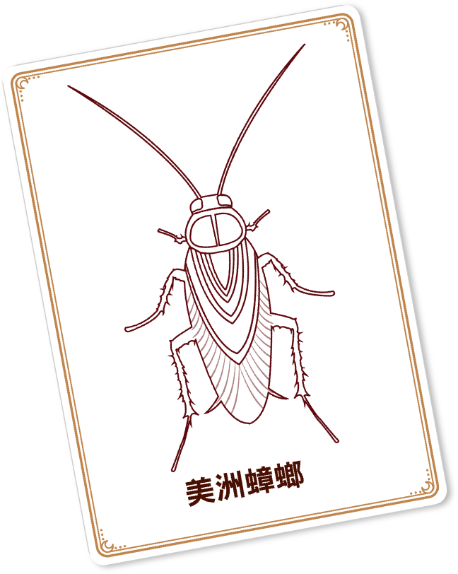 right-cockroach