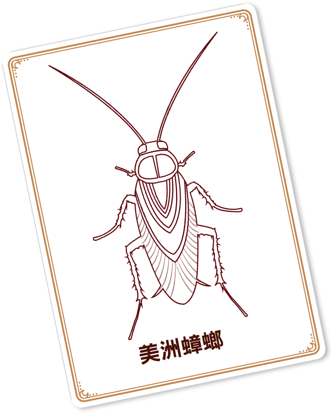right-cockroach